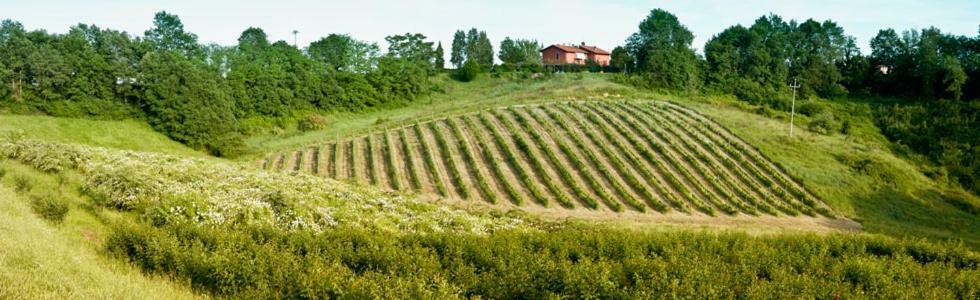 테라누오바 브라씨올리니 Il Pino Bioagricoltura 빌라 외부 사진